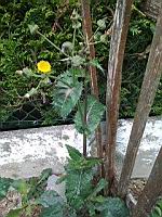 Laiteron rude, Sonchus asper (5)